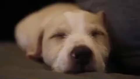 VID-20171114-WA0104